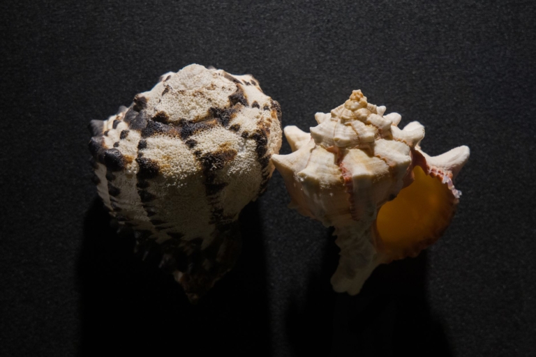 Molluska Kabuklarının Yapımındaki Matematik Ortaya Çıktı